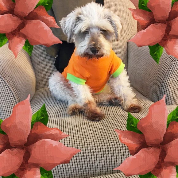 Meet Your Posher ❤️ - Picture 2 of 3